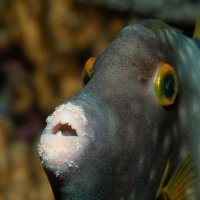 American Whitespotted Filefish