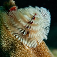 Christmas Tree Worm