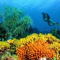 Coral_landscape_with_diver