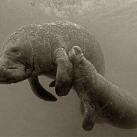 Manatees are always hungry