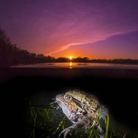 mating toads under the sunset
