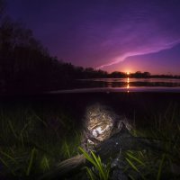 mating toads under the purple sunset