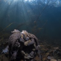 mating toads