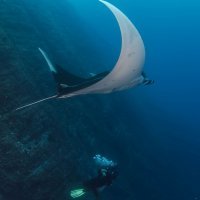 Diving with Giant