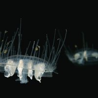 Sladkovodní medúzky