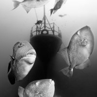 The Triggerfish Wreck