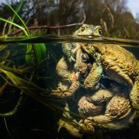 Mass Mating of the toads