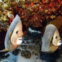 Grey Angel Fish lovers Cozumel island