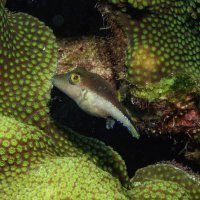 Sharp nose puffer fish Bonaire Dutch Caribbean