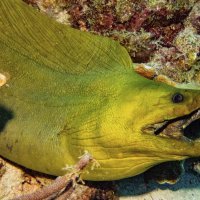 Roaring Moray eel Bonaire Dutch Caribbean
