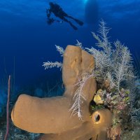 Tube Sponge and Diver - Grand Cayman