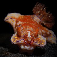 nudibranche with emperor schrimph