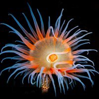 fleur sous-marine