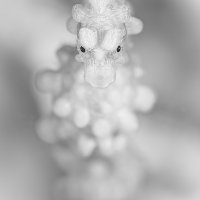 Elegance of the pygmy seahorse