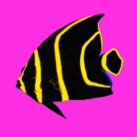 Pop art pink: Baby French Angel Fish