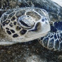 Sandy turtle, Oman