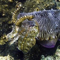Davy Jones? No, just a cuttlefish, Oman