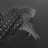 Stunning beauty, whale shark, Oman