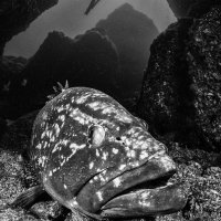 Grouper with diver