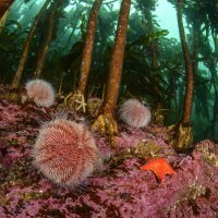 Under the Kelp