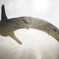 Sunlit whale shark juvenile