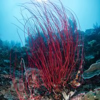 Red Whip Coral in the sunburst