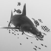 shark escort
